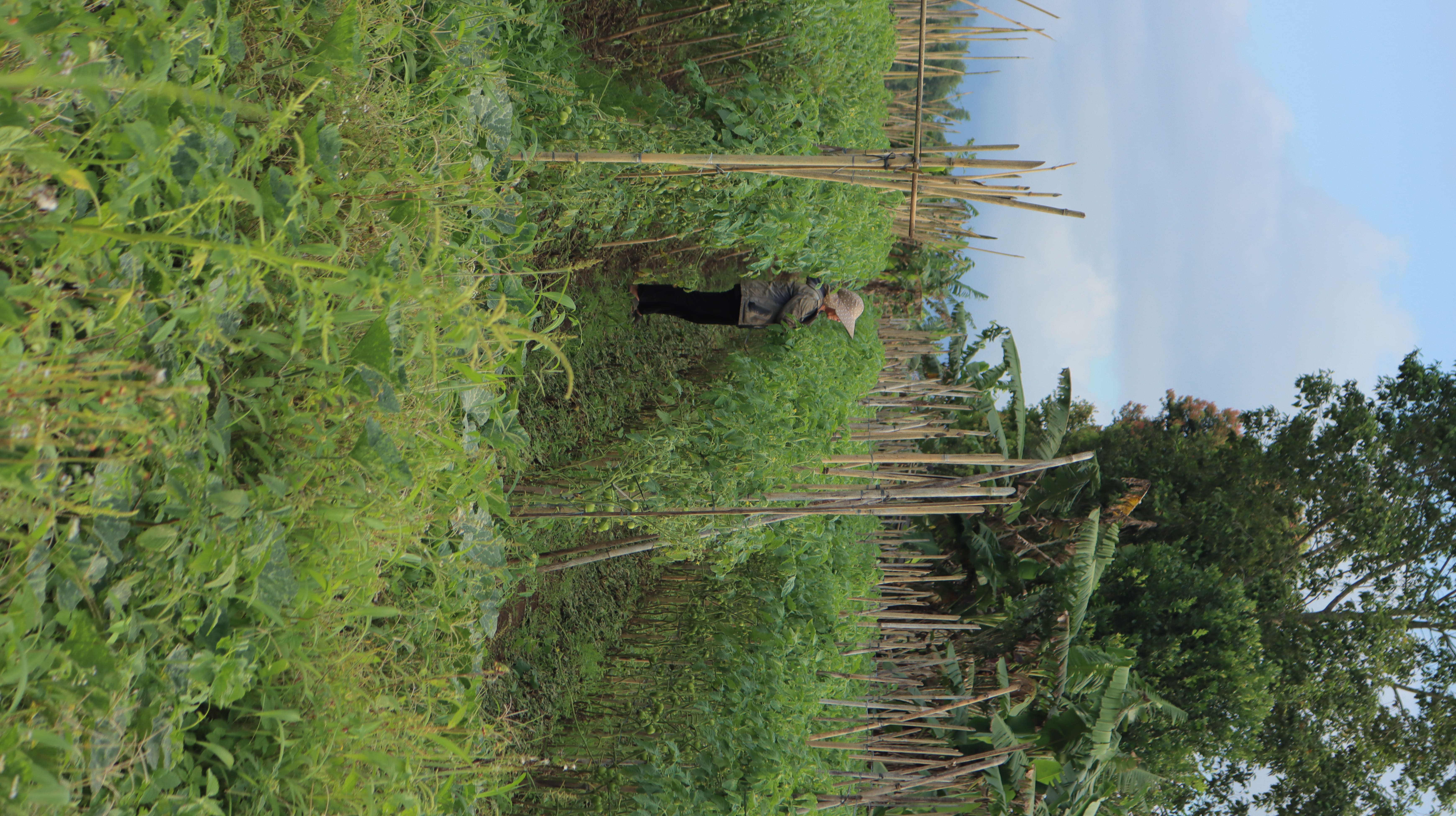 Kegiatan Pertanian