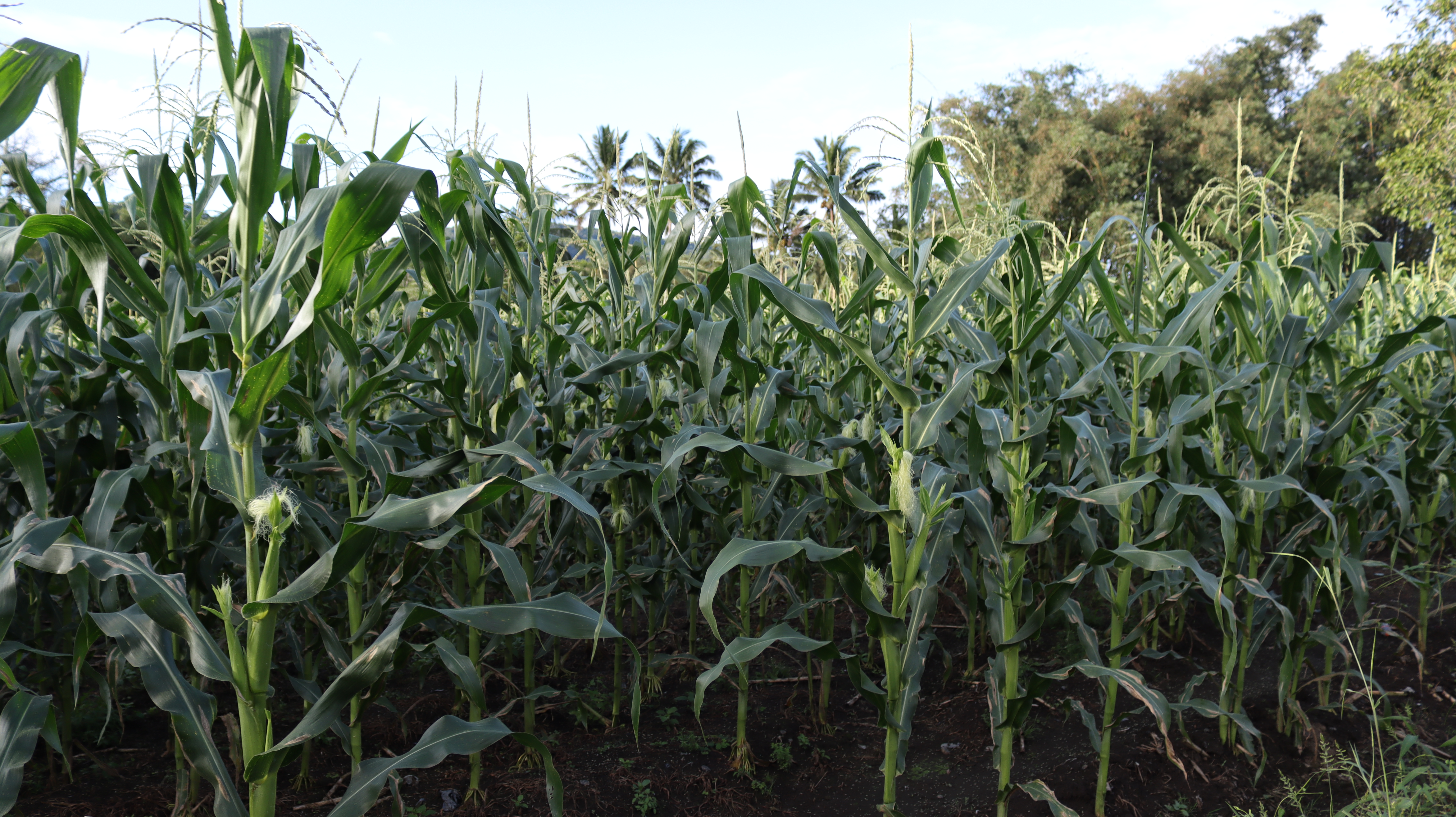 Kebun Jagung