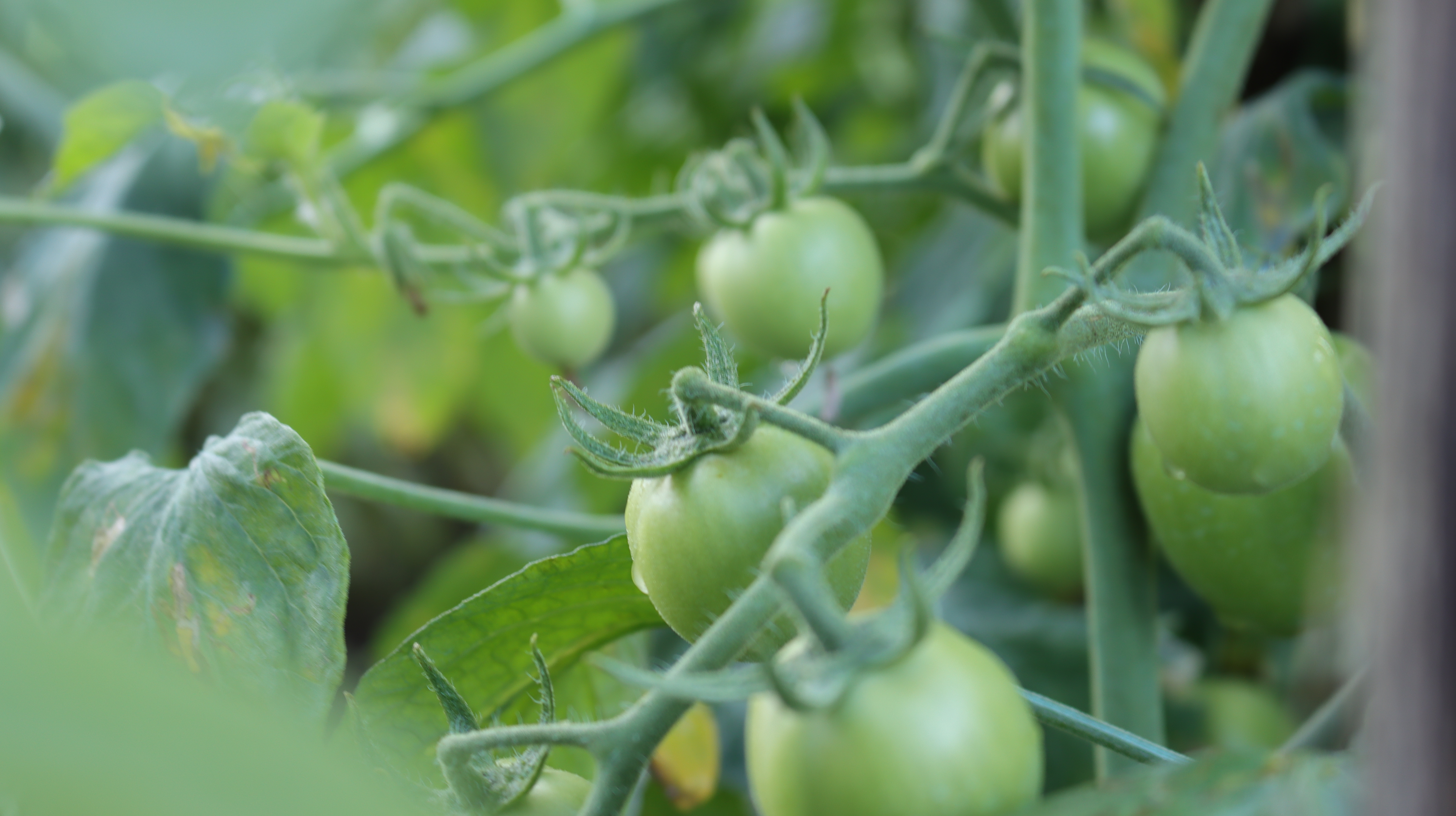 Kebun Tomat