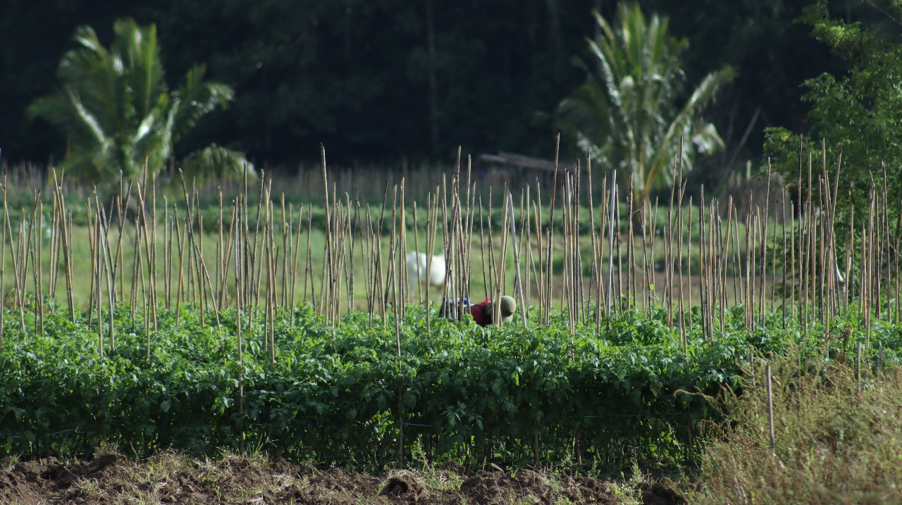 Pemandangan Alam