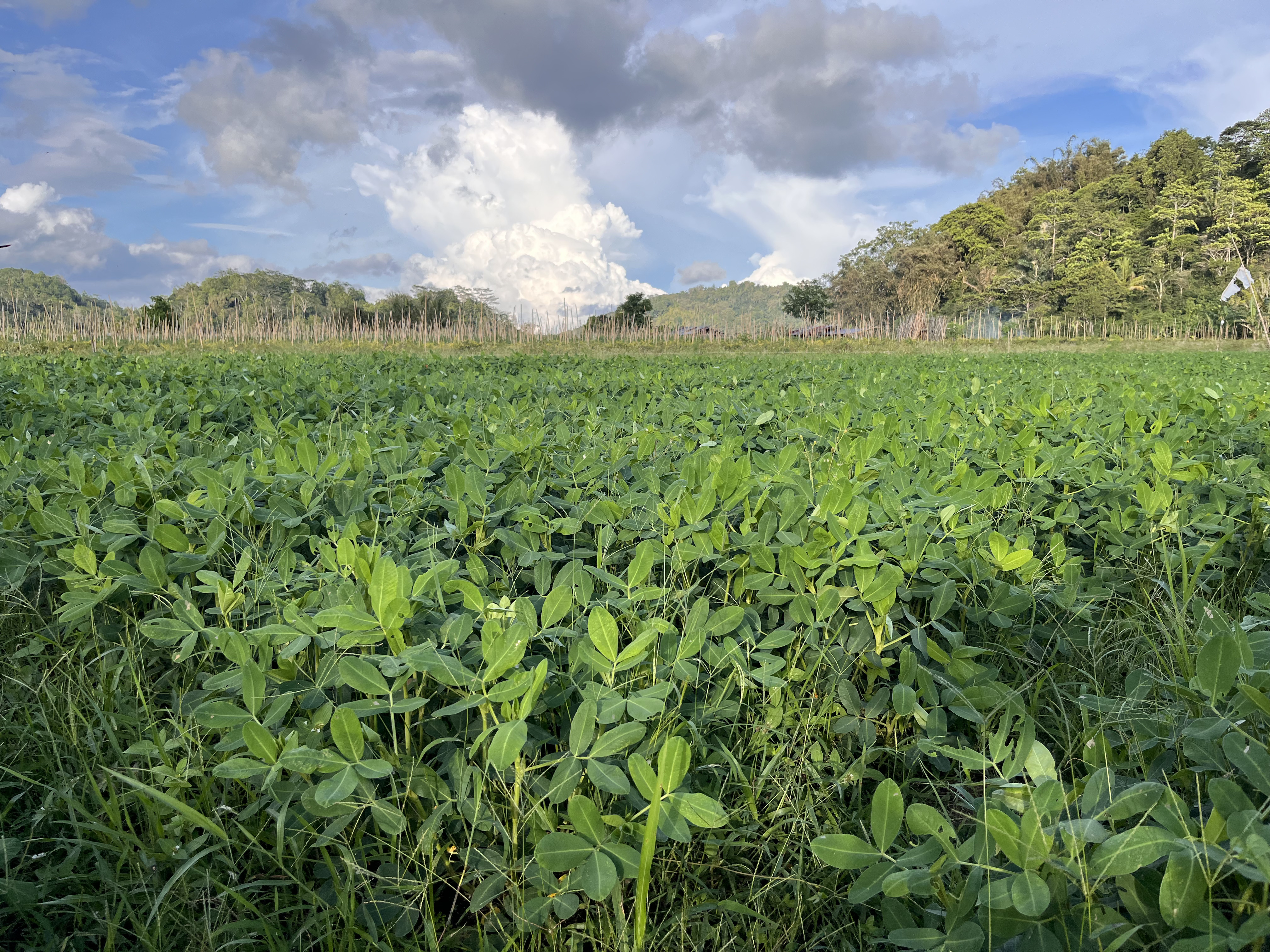 Kebun Kacang